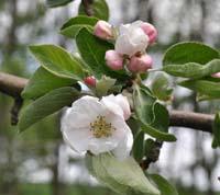 Apple blossoms - blooming apple trees.