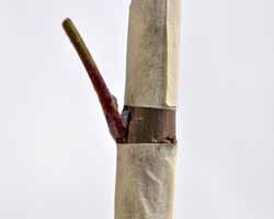 Okulation med malertape