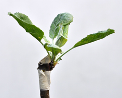 Okulation udsprunget knop