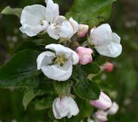 Antonovka Safrannoje æbleblomst