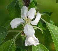 Ralls Janet æbleblomst