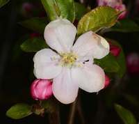 Apple blossoms - blooming apple trees.