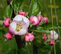 Apple blossoms - blooming apple trees.