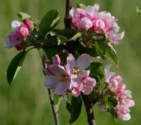 Apple blossoms - blooming apple trees.