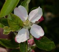 Apple blossoms - blooming apple trees.