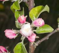 Apple blossoms - blooming apple trees.