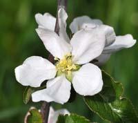 Apple blossoms - blooming apple trees.