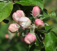 Apple blossoms - blooming apple trees.