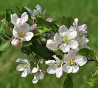 Apple blossoms - blooming apple trees.