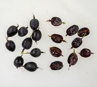 Russiske kæmpe bærbusk - Russian giant berry