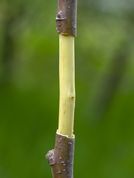 Air layering (chinese Layering) of apple trees