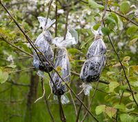 Air layering (chinese Layering) of apple trees