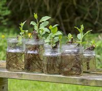 Apple root cuttings in glass with water