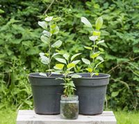 Æblerodstiklingerne plantes i potter
