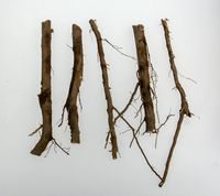 Rødder fra 10-15 år gammelt æbletræ