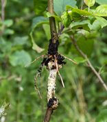 Air layering (chinese Layering) of apple trees