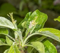 2 - 3 blomster på ballonstadiet emaskuleres. 