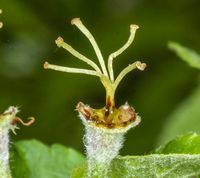 Når blomsten er bestøvet bliver det yderste af griflen mørk og griflerne begynder vride sig og til sidst visne ned.