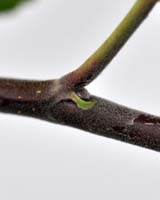 Synlig knop på podekvist