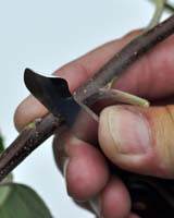 Podekvist til chip-budding