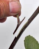 Fritskåret podekvist