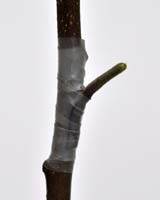 Chippudding med podetape