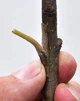 Podekvist er sat på plads